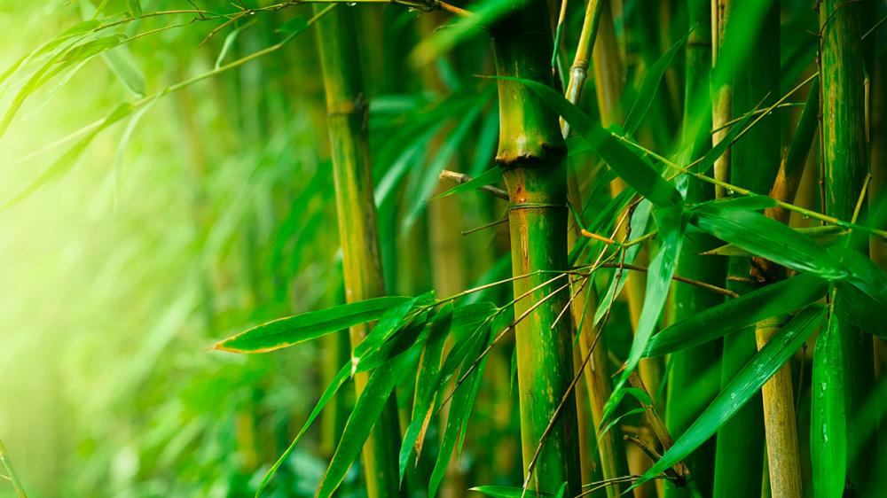 Ford to bring bamboo in your next car 