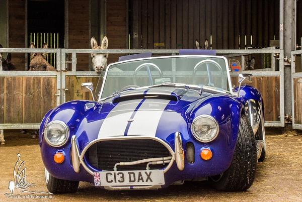 We can’t miss the attention of adorable donkeys while admiring the vehicles Donkeys and a car