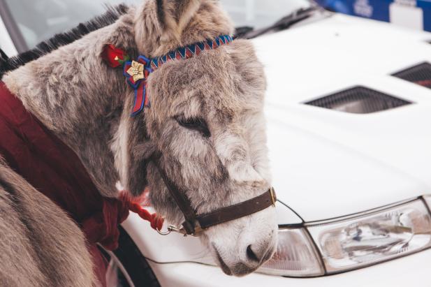 The Donkey Sanctuary Car Show is one of the most anticipated car events in the summer A donkey and a car