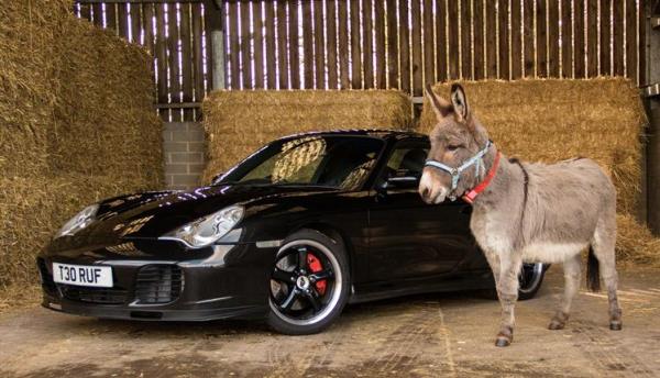 The 2017 Donkey Sanctuary Car Show truly is a must-attend for all car lovers A donkey and a car
