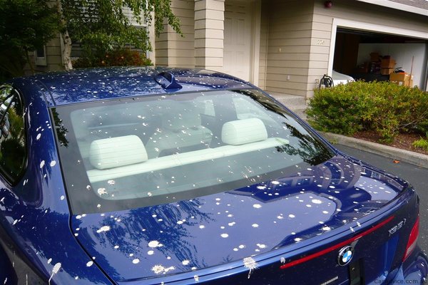 How To Remove Bird Poop Stains From Car Without Ruining Your Car S Paint