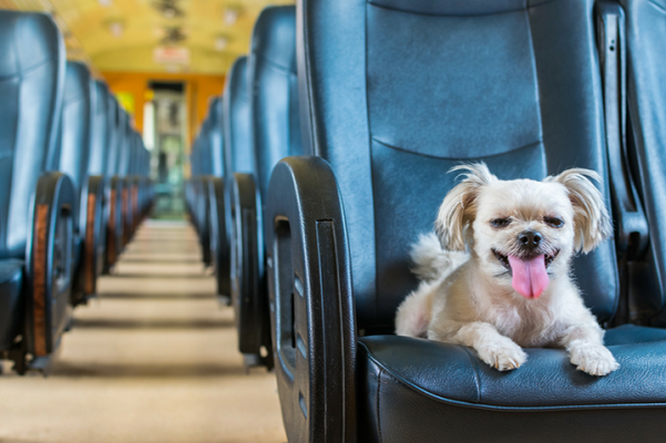 LTFRB now allows your pets to ride with you on Public Utility Vehicles (PUVs)