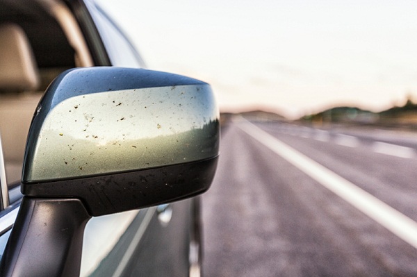 bugs on car