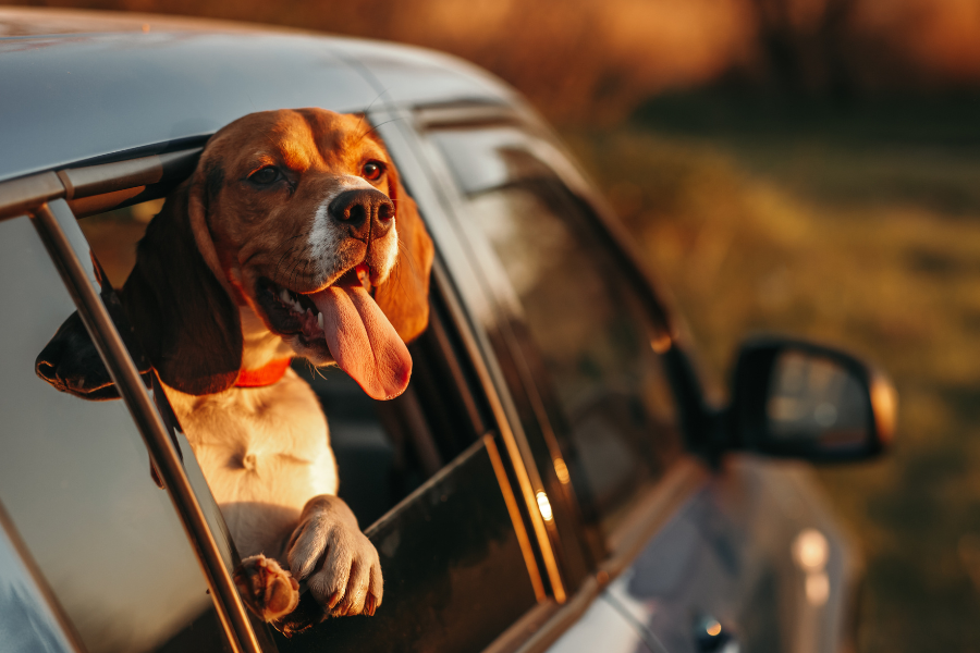 Happy Hounds Spotify playlist said to soothe dogs’ travel anxiety