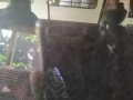 Mitsubishi Adventure 2005 for sale -2