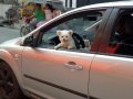 Ford Focus 2006 Manual Gasoline for sale in Taguig-3