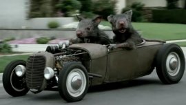 Solutions to keep rodents out of your car engine