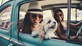 9 Must-Have Things in a Pet-Friendly Car