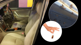 Proven ways on how to keep pest away from cars