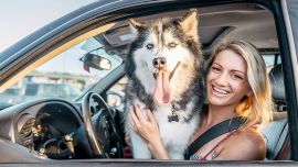 Driving with your dog around town: What car accessories would you need?