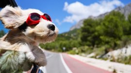 [Philkotse share] Travel with pets without stressing them out!