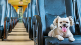 LTFRB now allows your pets to ride with you on Public Utility Vehicles (PUVs)
