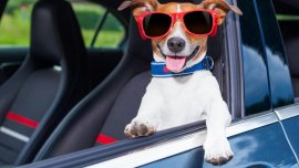 Things to consider when buying a pet-friendly car