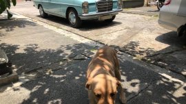 2nd Hand Mercedes-Benz 220 1969 at 90000 km for sale in Makati