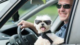 Essential tips to keep in mind when driving with dogs