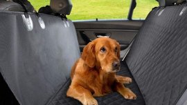 How to Clean Pet Urine Off Car Seat