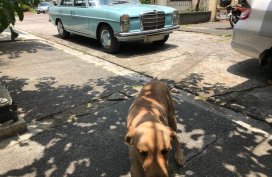 2nd Hand Mercedes-Benz 220 1969 at 90000 km for sale in Makati