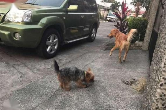 Ready To Transfer 2005 Nissan Xtrail AT For Sale