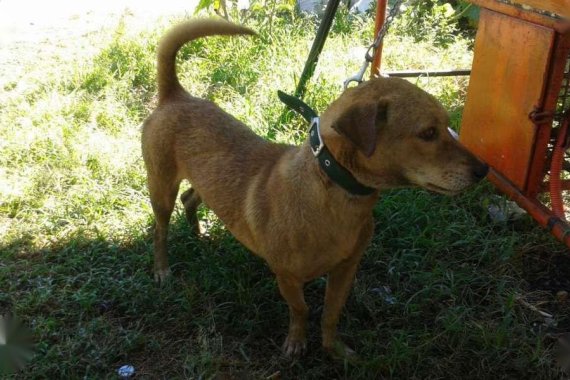 Mazda 2 hatchback 2011 for sale