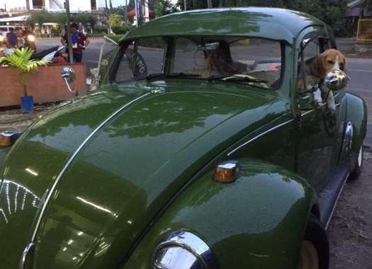 Volkswagen Beetle FOR SALE