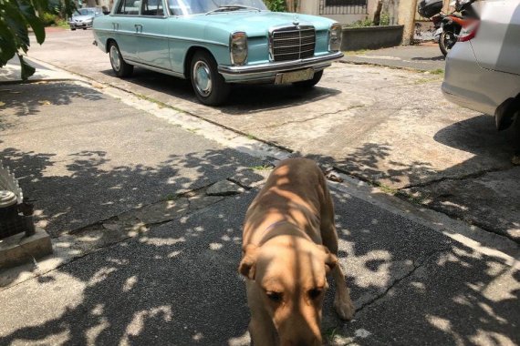 2nd Hand Mercedes-Benz 220 1969 at 90000 km for sale in Makati