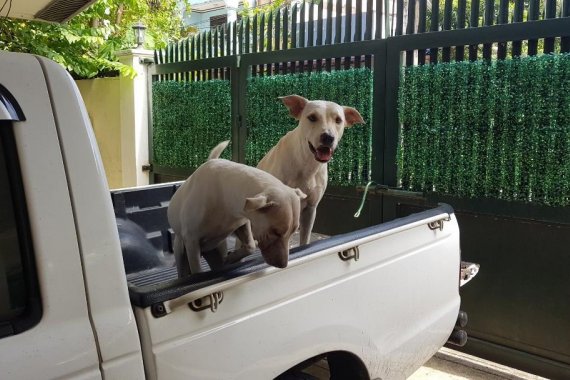 2004 Ford Ranger for sale in Manila