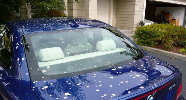 How To Remove Bird Poop Stains From Car Without Ruining