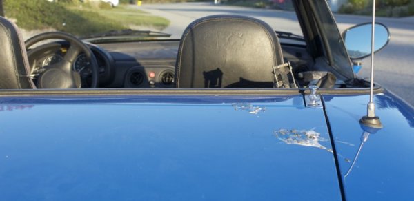 Bird droppings can corrode the car paint. Bird droppings on car