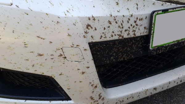 Insects usually stick and build nets on the front bumper Insects on the front bumper