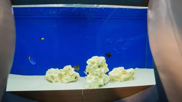 The fish tank inside the Charlotte Roadster