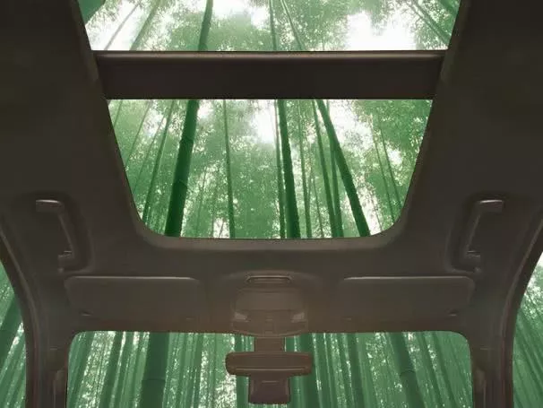 bamboo forest seen through the glass roof of a Ford