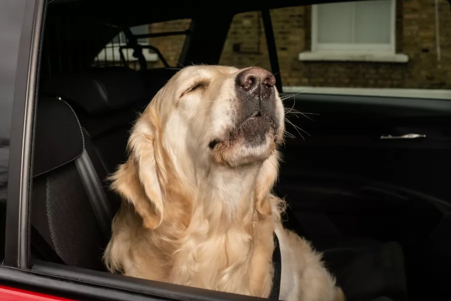 Dog in a car