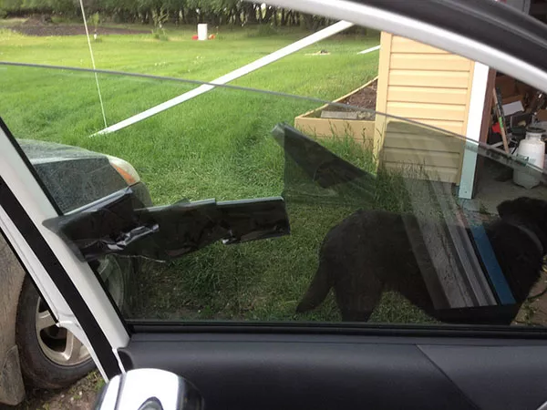 A car with dark tin window