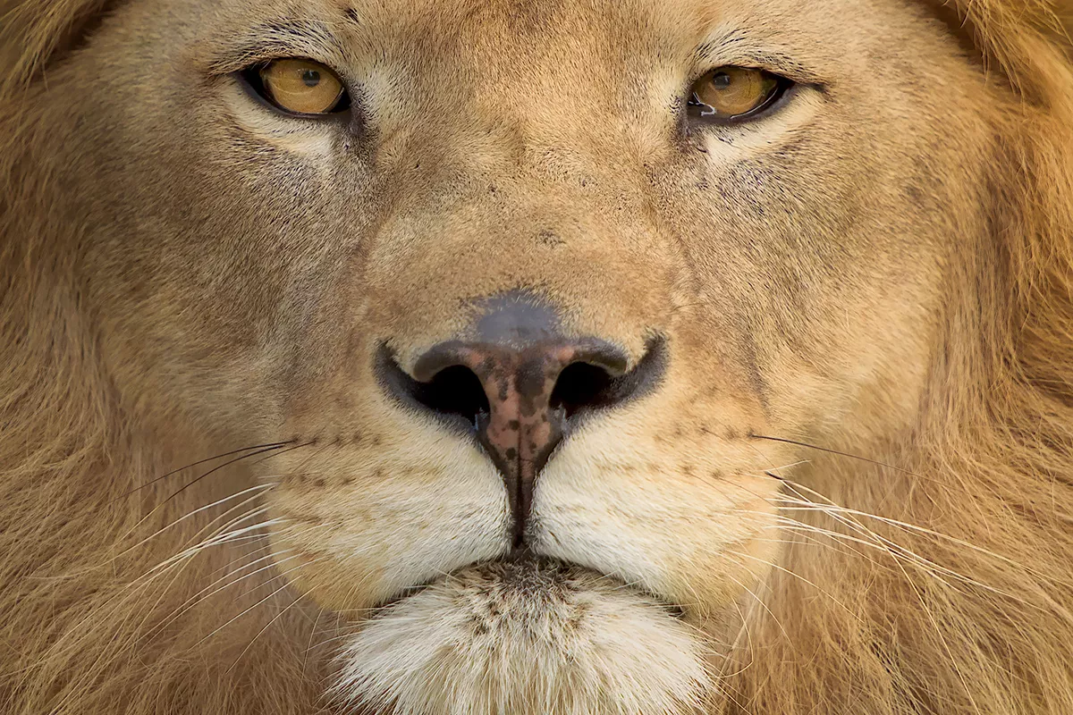 A picture of a Lion's face