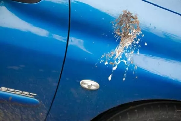 Bird droppings