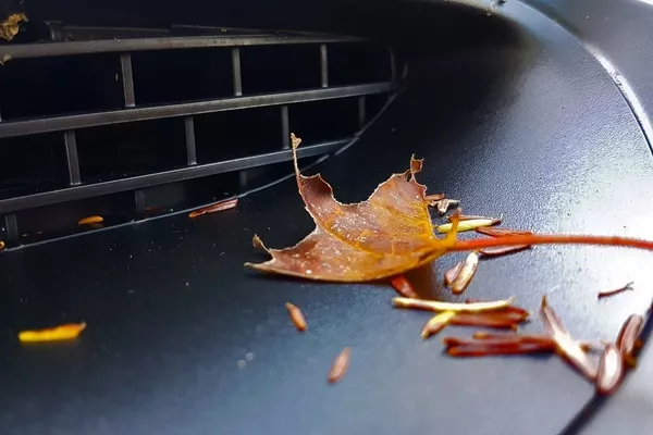 Dead leaves in the car intake