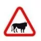 Animal crossing ahead