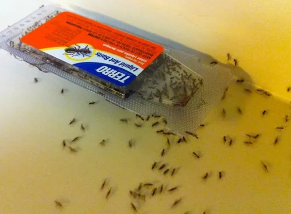 Ant bait