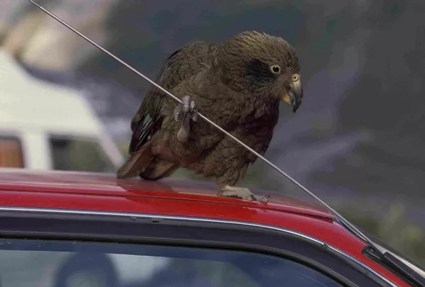 a bird holding car antenna