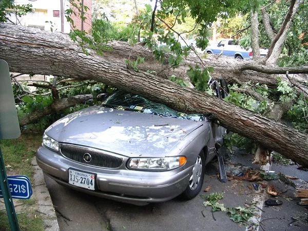 A car damaged by tree