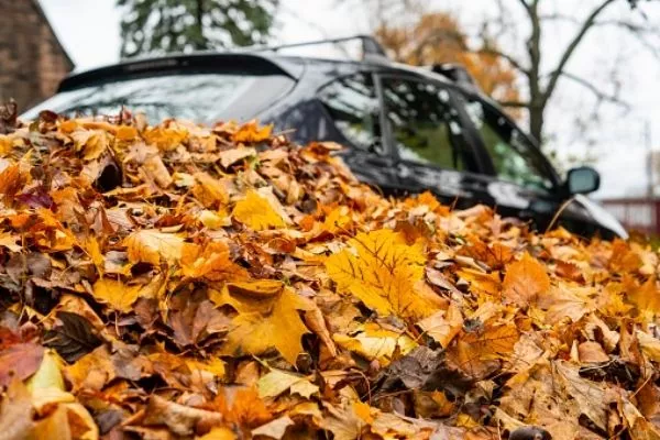 A picture of a car among leaves.