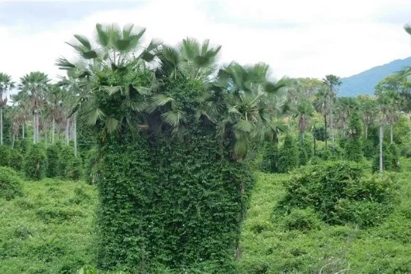 Here's the carnauba palm in its natural habitat A picture of the carnauba palm in Brazil