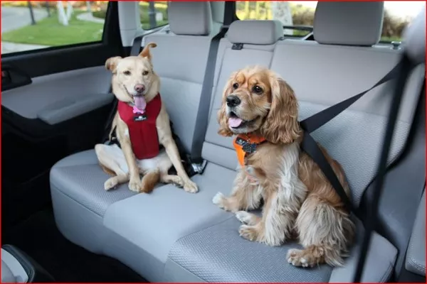 dog harness on cars