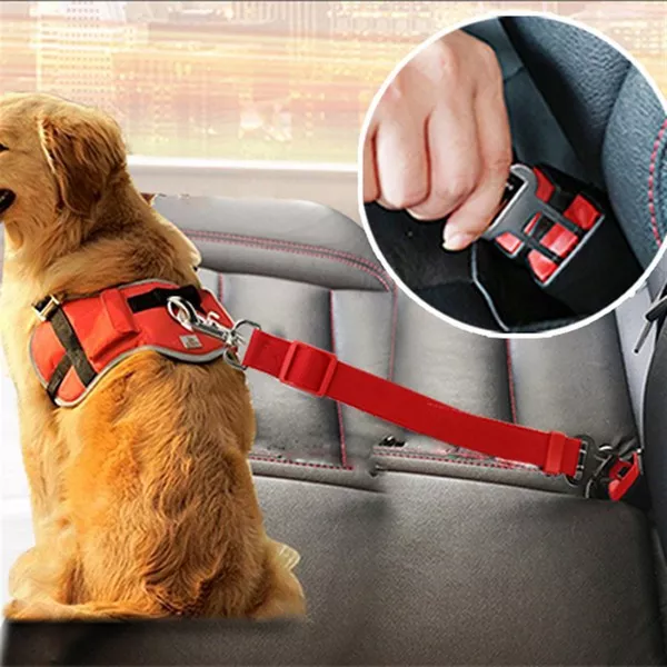 Dog wearing seat belts