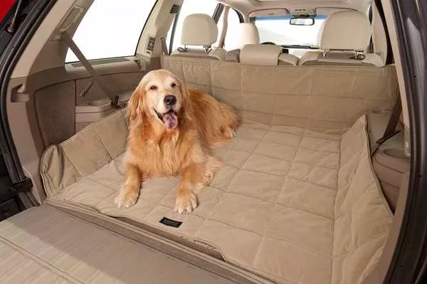 Dog on the back of the car