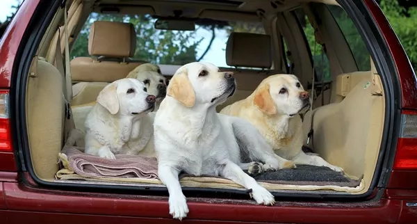 dogs on car