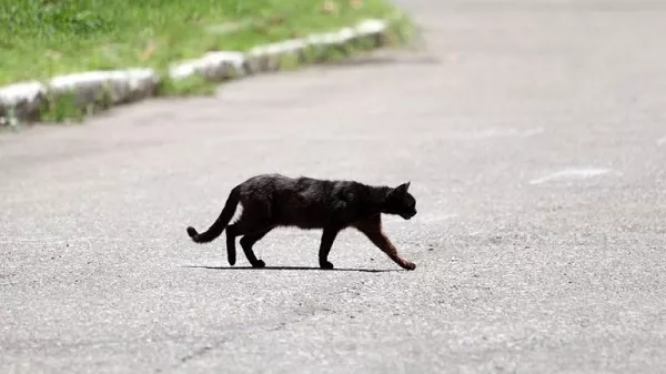 Stray Cats Might Catch You Off Guard Cat Crossing