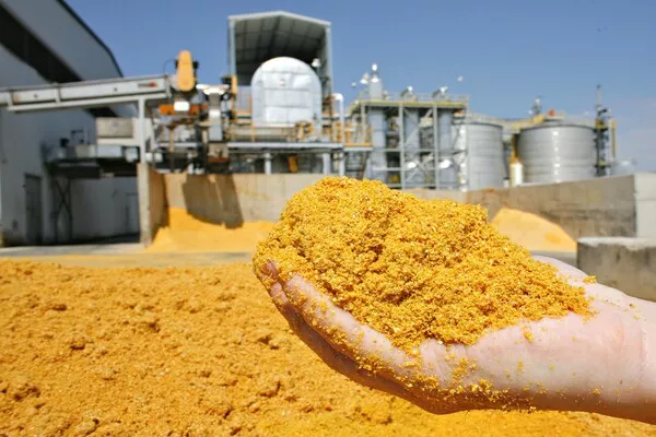 Man holding corn grains