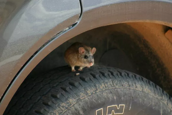 Mice in the car tire