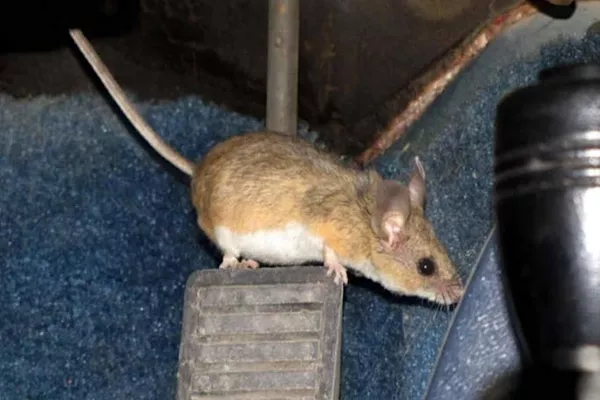 Rat inside the car
